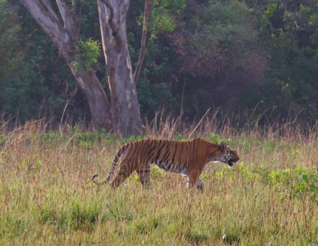 Corbett Safari