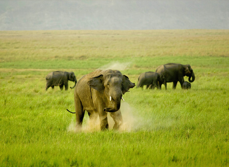 Corbett Resort